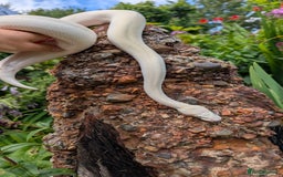 Python Snake reptiles for sale: Blue-Eyed lucistic royal python - Image 4