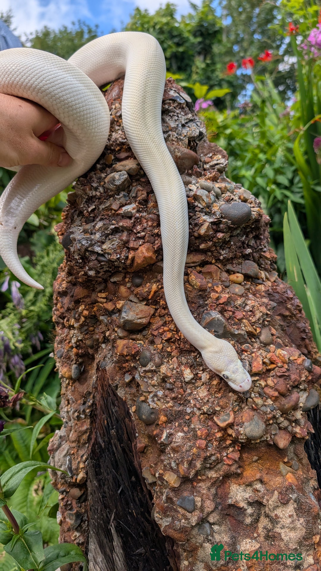 Python Snake reptiles for sale: Blue-Eyed lucistic royal python - Image 4