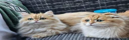 British Longhair cats for sale: British Longhaired Cats and Scottish Fold Cats in London - Advert 4