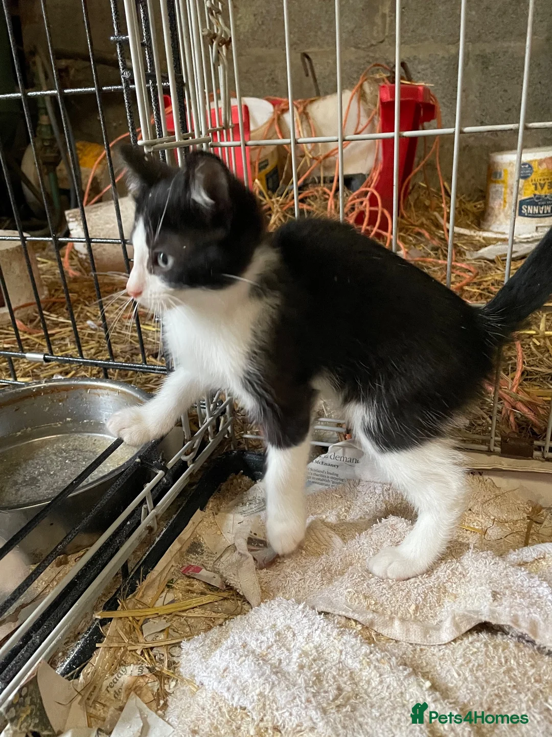 Mixed Breed cats for sale: Kitten for sale  in Kilmarnock - Advert 2