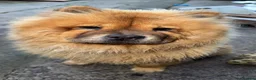Chow Chow dogs for sale: Chow chow  in Bradford - Advert 2