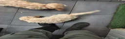 Cockapoo dogs for sale: Cockapoos last 4 little girls - Advert 10