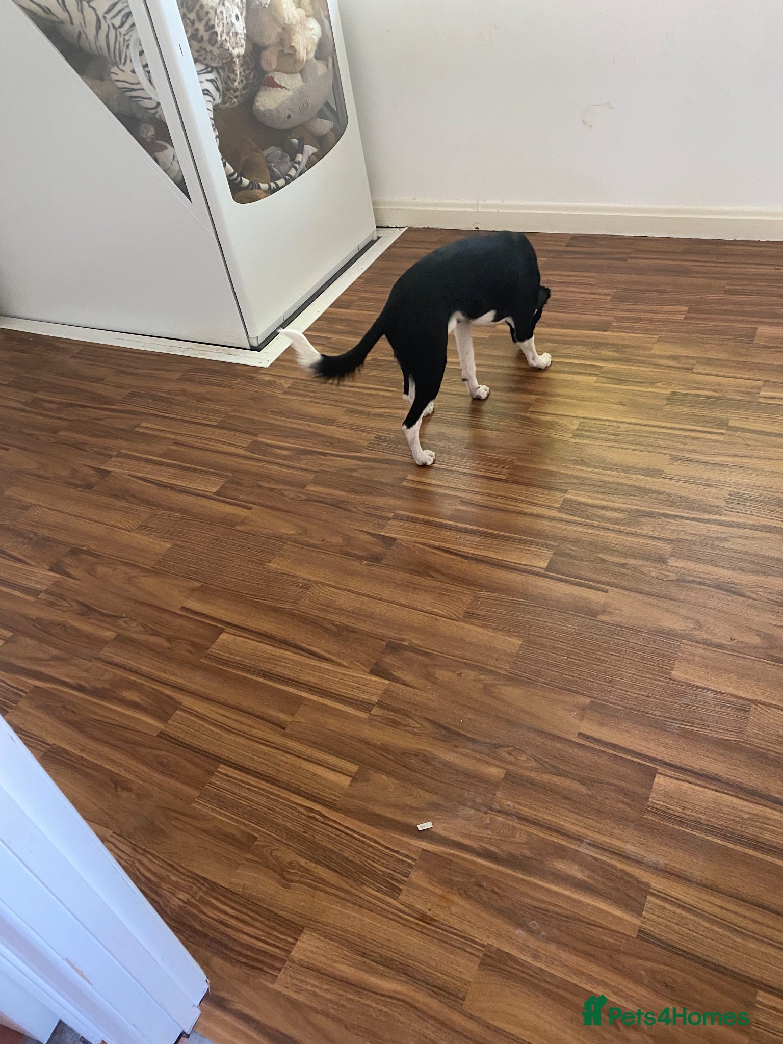 Mixed Breed dogs for sale: Loving home wanted. - Advert 3