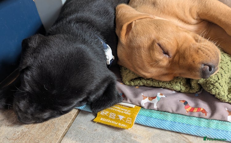 Labrador Retriever dogs - Advert 4