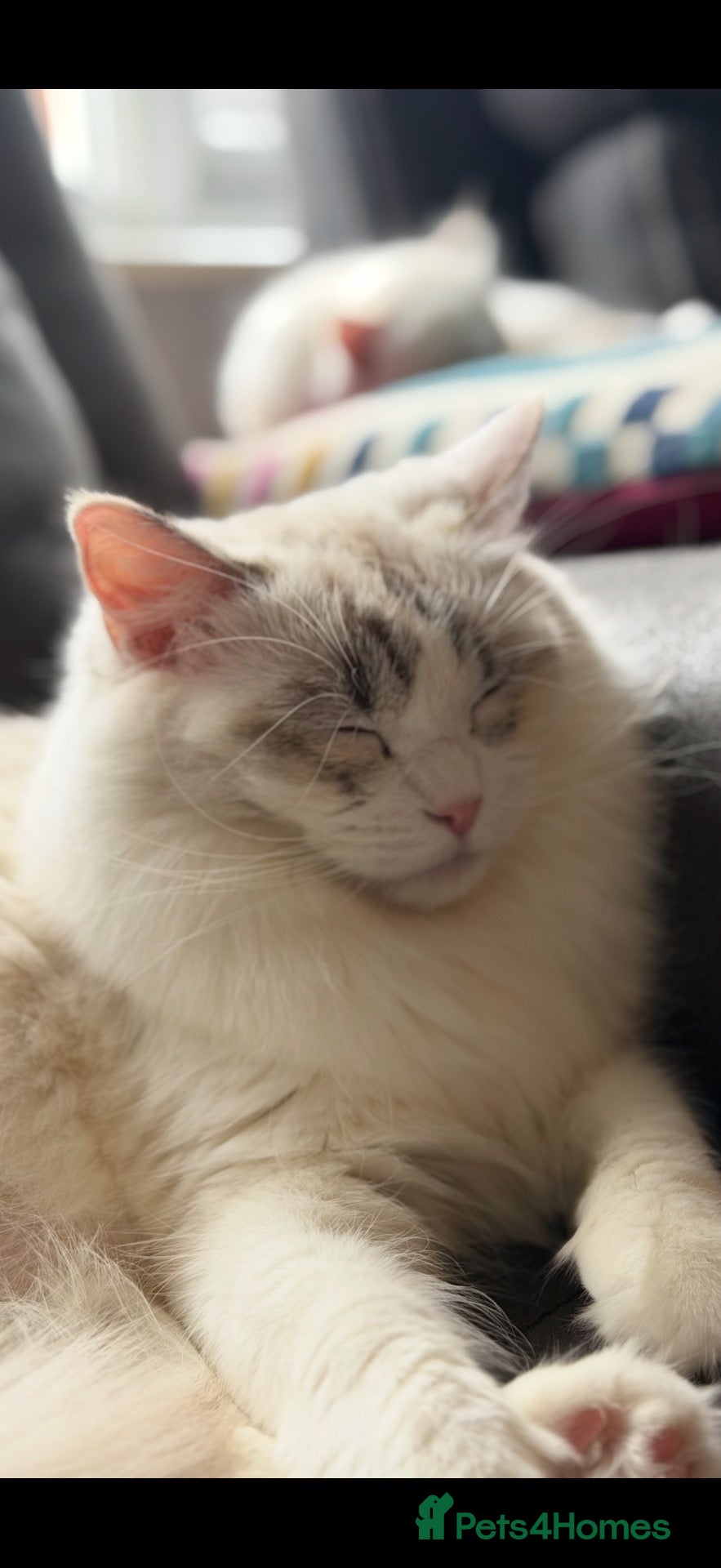 Ragdoll cats GCCF REGISTERED RETIRED GIRL  - Advert 3