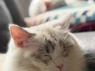 Ragdoll cats GCCF REGISTERED RETIRED GIRL - Advert 3