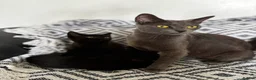 Domestic Shorthair cats for sale: One Grey and one black kitten in Burnham-on-Sea - Advert 4