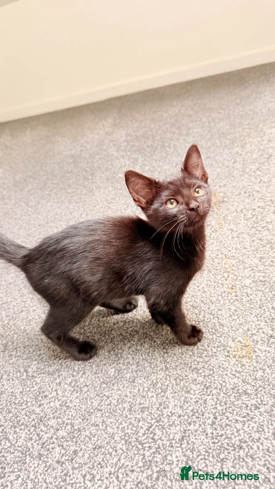 Mixed Breed cats for sale: 3month old kitten and mother ready for new home  - Advert 2