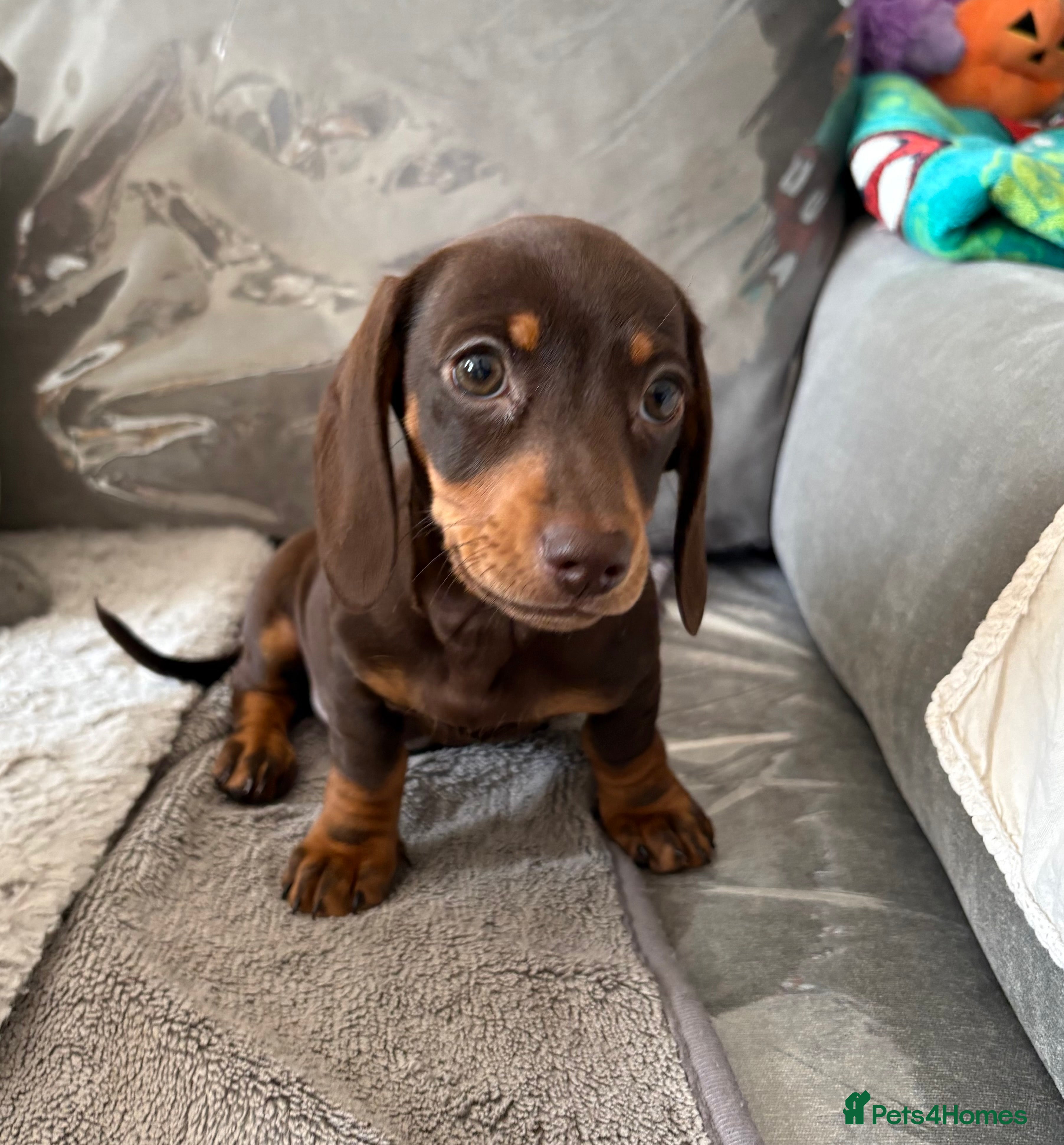 Miniature Dachshund dogs Ready to go 🤎🐶Beautiful miniature dachshund.  - Advert 6