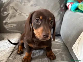 Miniature Dachshund dogs Ready to go 🤎🐶Beautiful miniature dachshund. - Advert 6