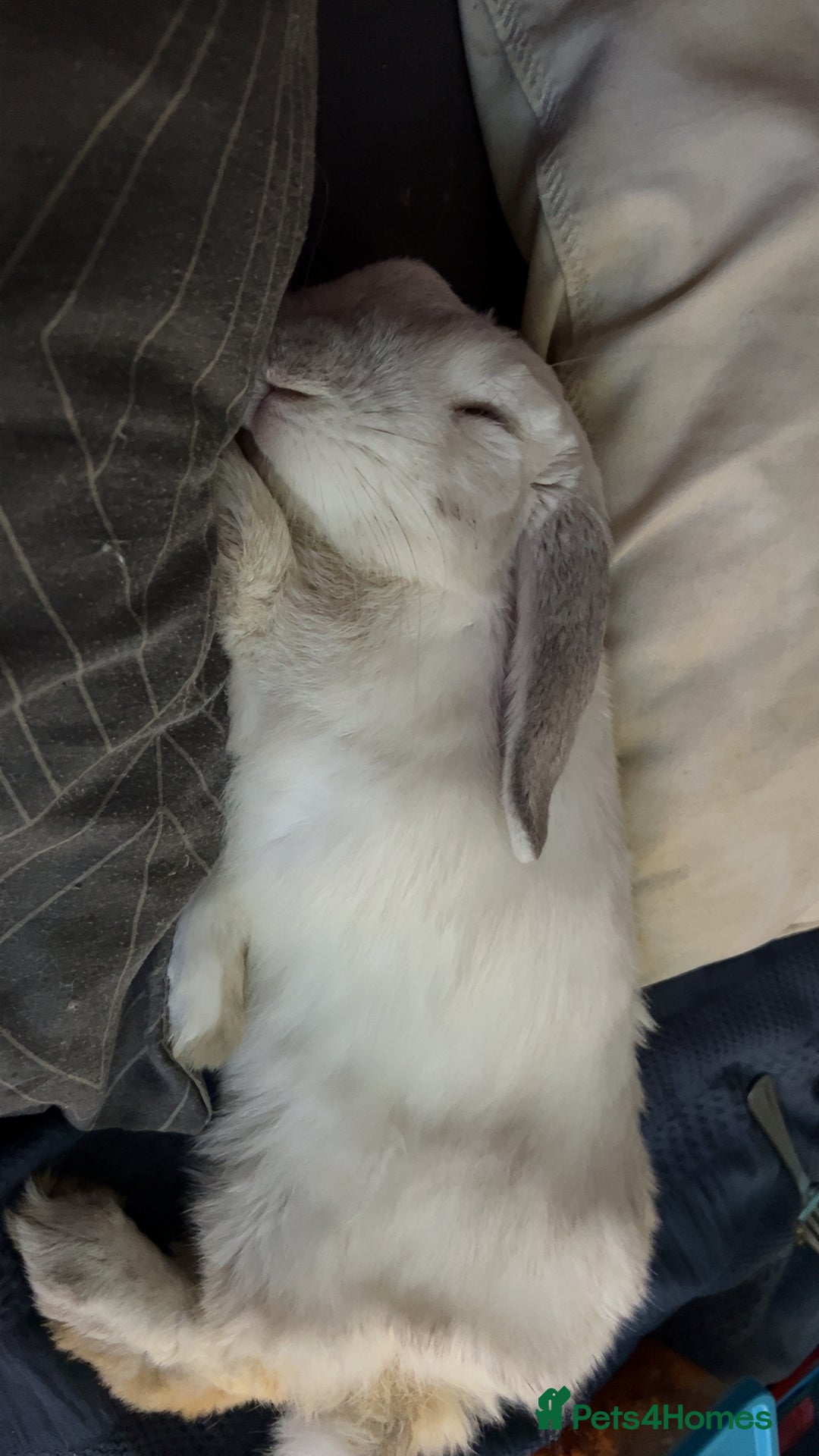 Mini Lop rabbits for sale: Dennis - Image 5