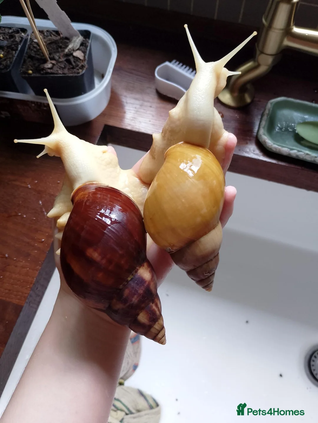 Snails invertebrates for sale: Baby giant African land snails in Worcester - Advert 2