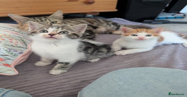 Siberian cats - Advert 7