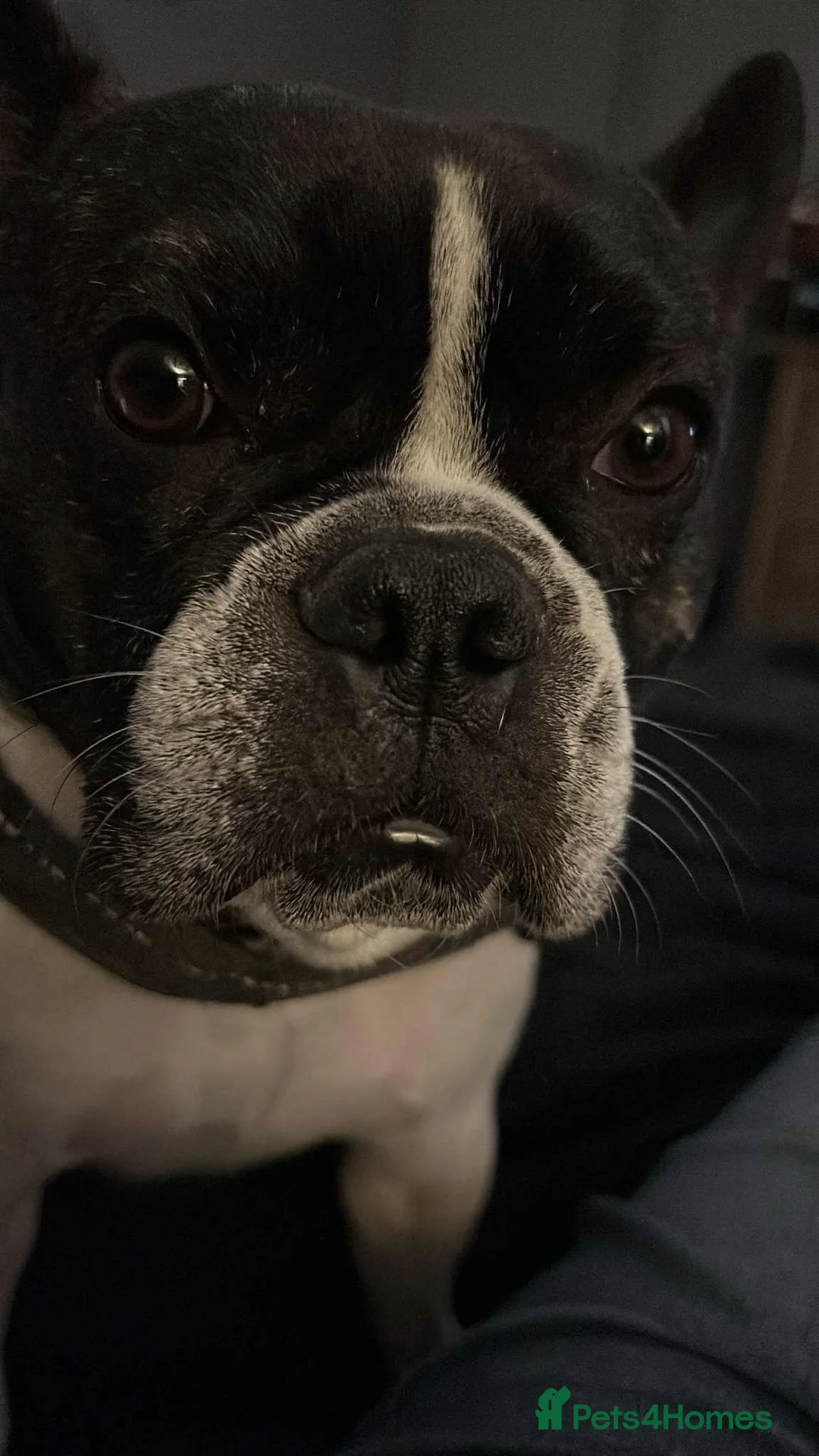 Gallery Image {{count}}