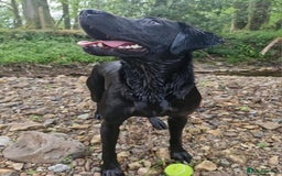 Labrador Retriever dogs for sale: Labrador puppies  - Image 6