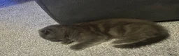 Scottish Fold cats for sale: Scottish fold kittens  in Dewsbury - Advert 20