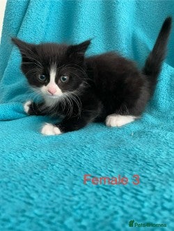 Mixed Breed cats Kittens for Sale – 3 Mixed Breed Kittens - Advert 3