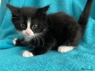 Mixed Breed cats Kittens for Sale – 3 Mixed Breed Kittens - Advert 3