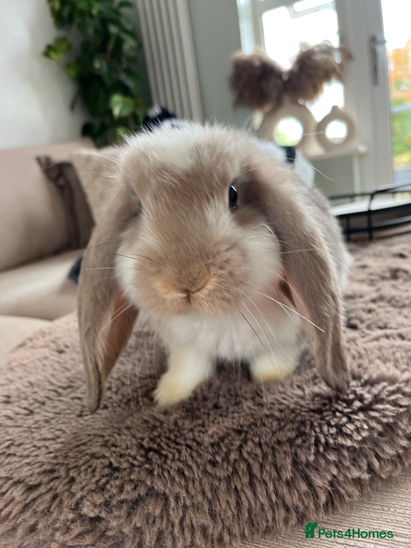 Mini Lop rabbits for sale: 🐰 Mini Lops Ready to Leave 🐰 - Advert 1
