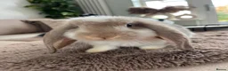 Mini Lop rabbits for sale: 🐰 Mini Lops Ready to Leave 🐰 - Advert 15