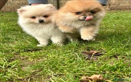 Pomeranian dogs for sale: Miniature Pomeranian puppies - Image 2