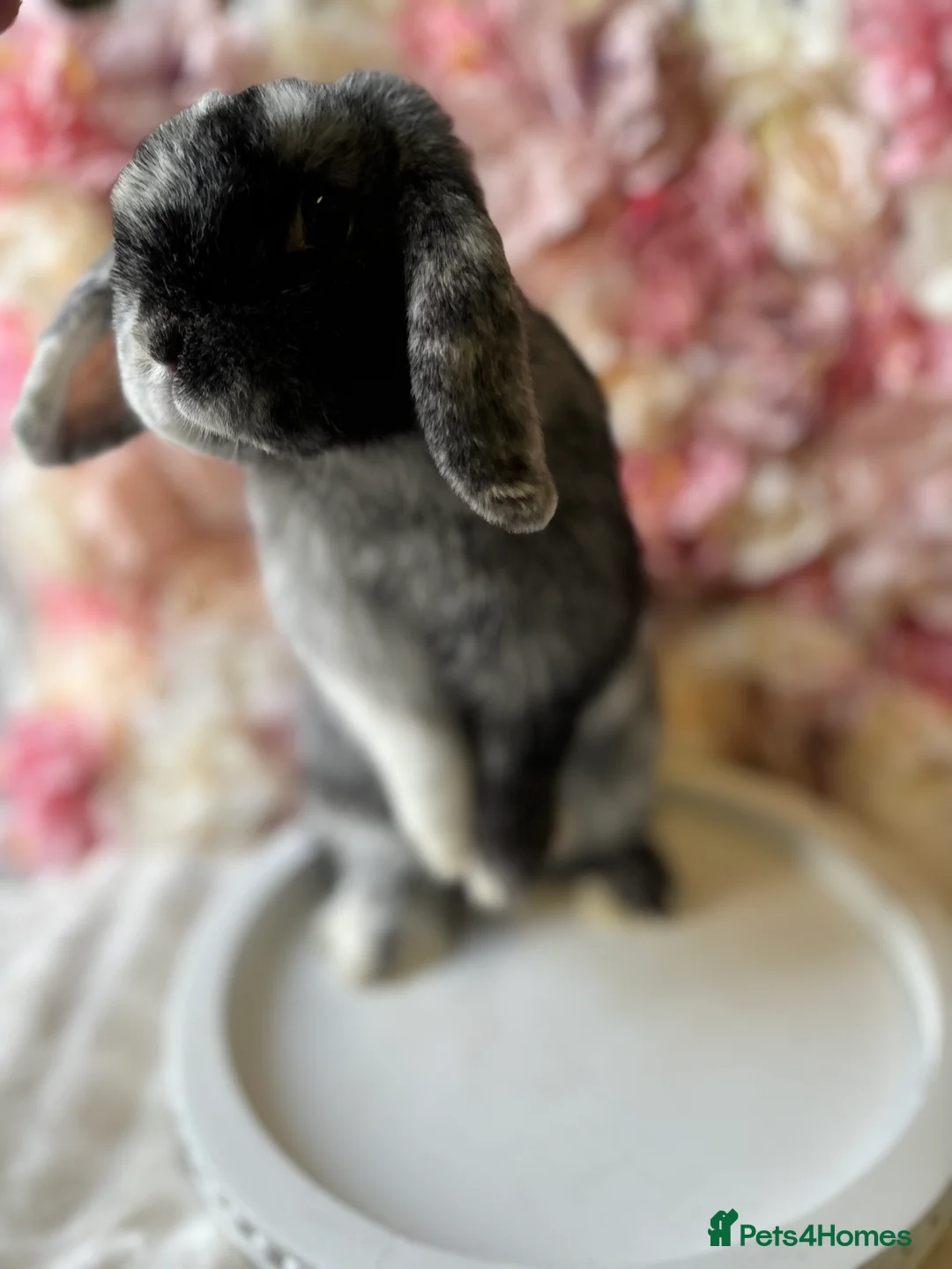 Mini Lop rabbits for sale: ❤️Mini Lop Female ❤️ - Advert 5