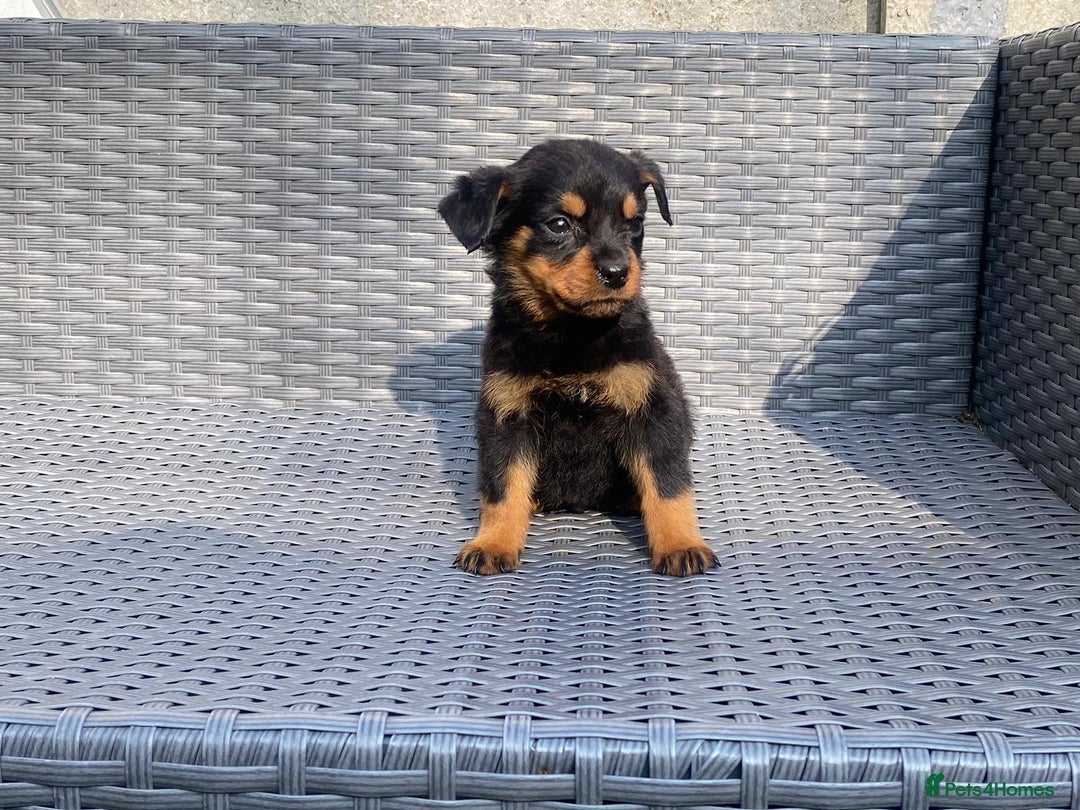 Rottweiler dogs for sale: Beautiful Rottweilers - Image 6