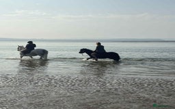 Welsh Section B horses for sale: Welsh pony for sale  - Image 5