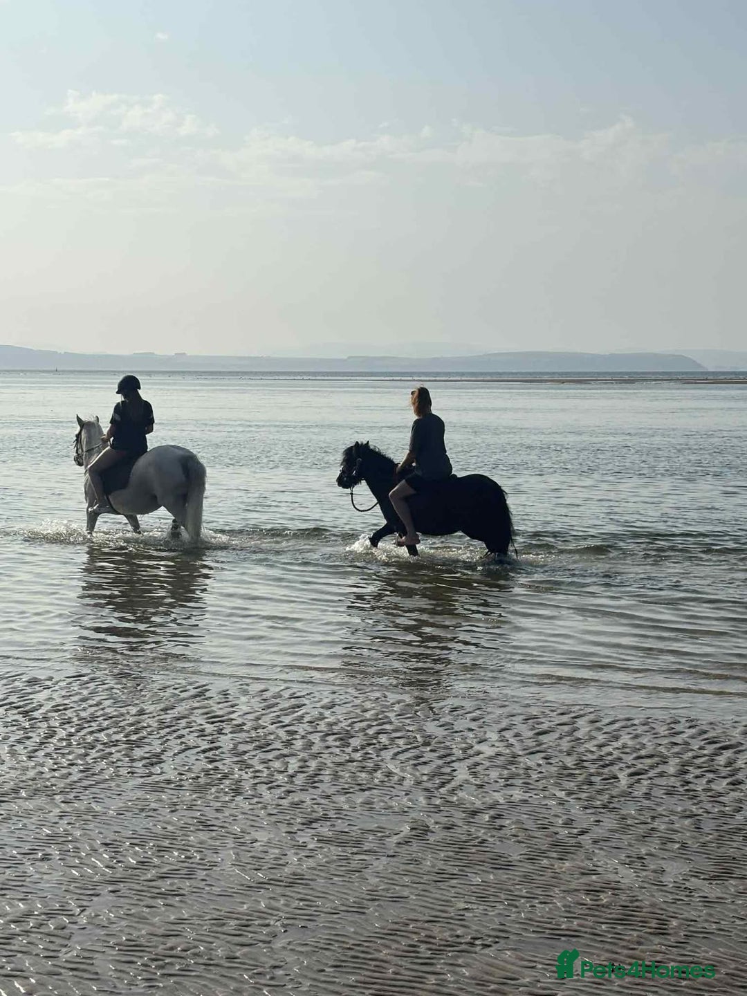 Welsh Section B horses for sale: Welsh pony for sale  - Image 5