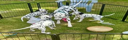 Dalmatian dogs for sale: KC reg full hearing Dalmatian Puppies  - Advert 6