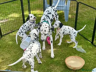 Dalmatian dogs KC reg full hearing Dalmatian Puppies - Advert 6