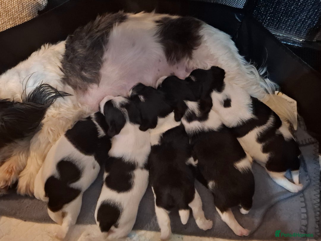Mixed Breed dogs for sale: Male Lhasa Jack 11 weeks old - Image 8