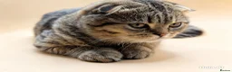 Exotic cats for sale:  Exotic Shorthair, Looped Ears, Loving Boy - Advert 4