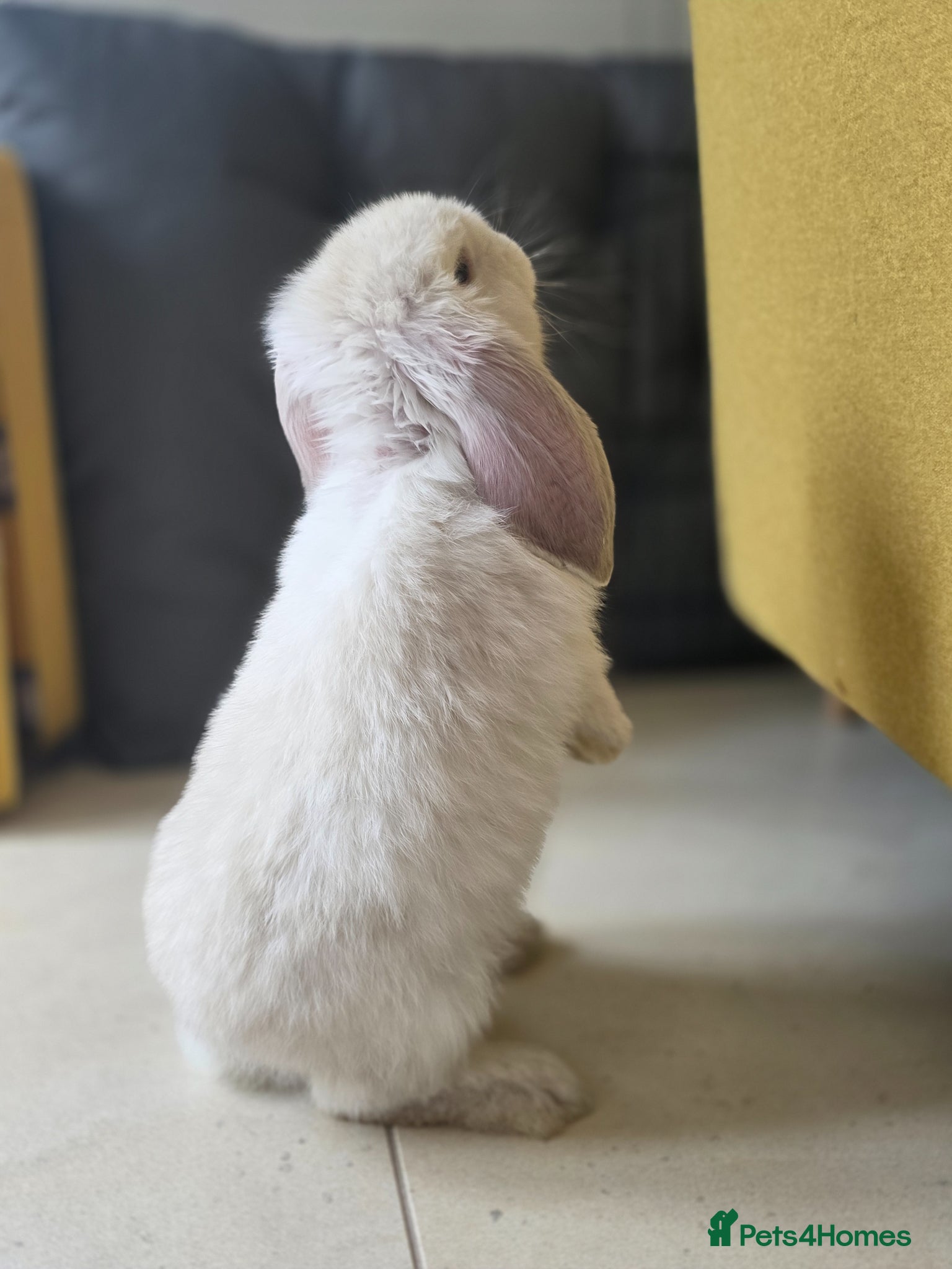 French Lop rabbits 10week old French lop light fawn girl - Advert 2