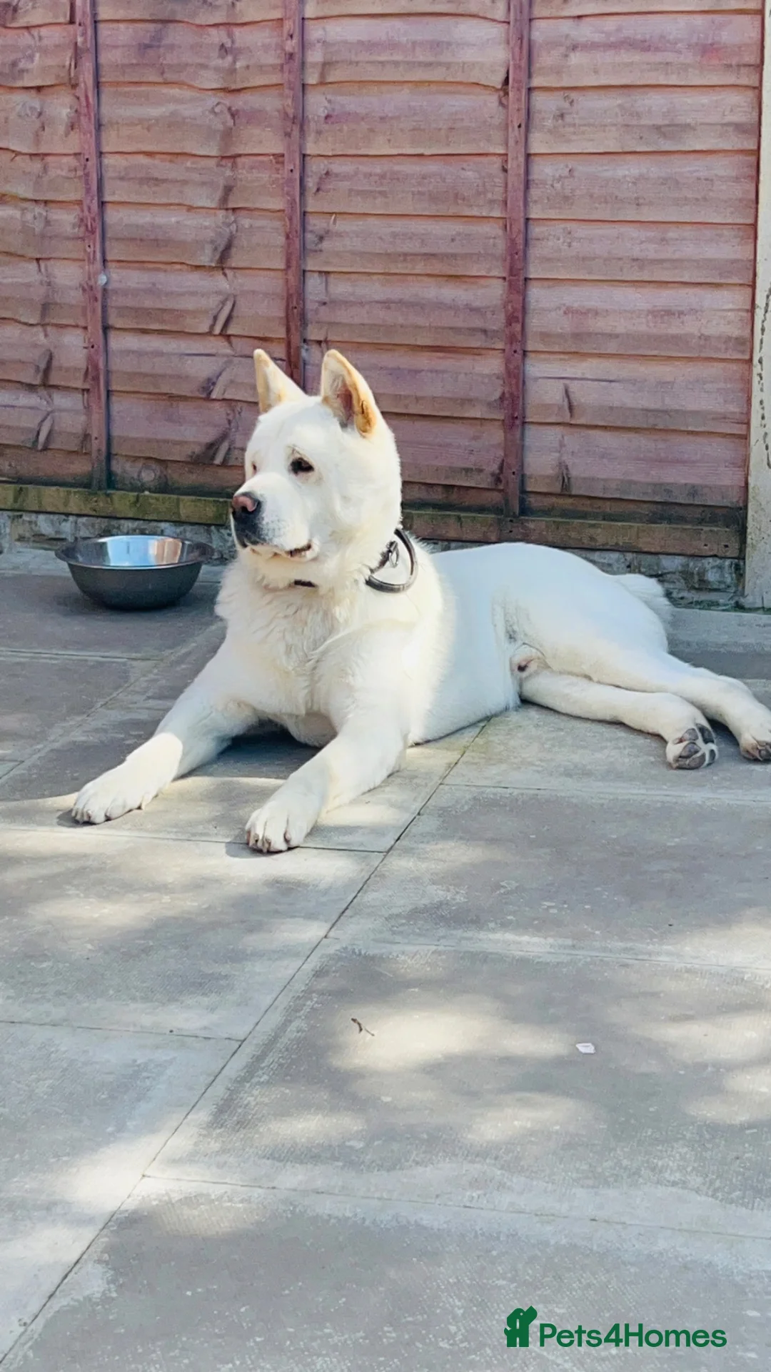 Akita dogs for sale: American akita - Advert 1