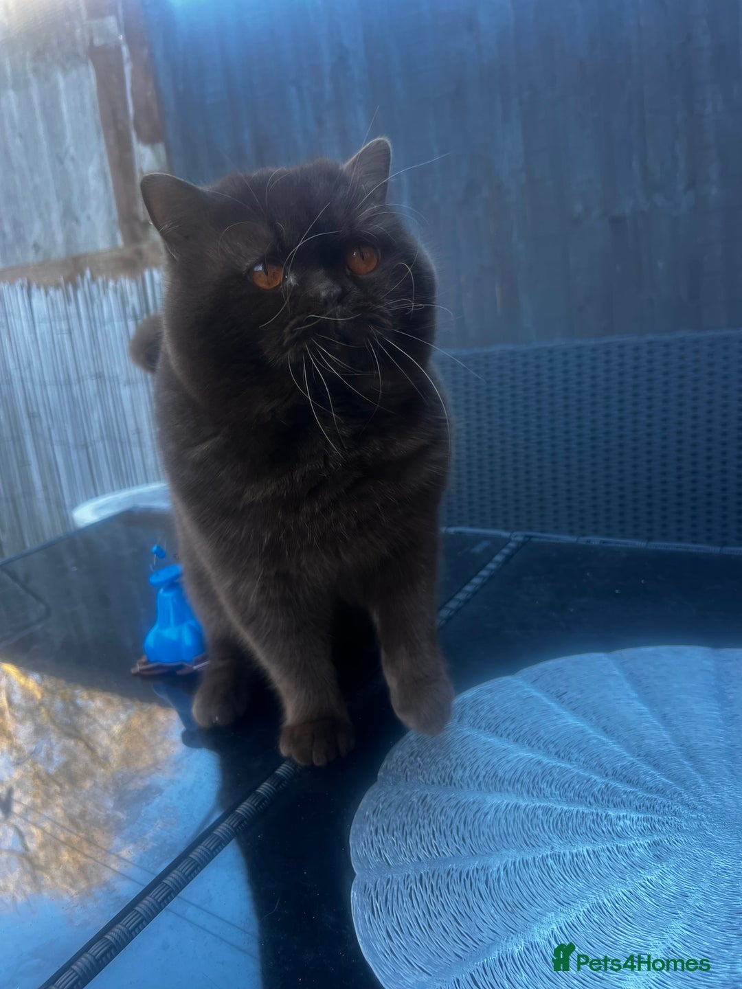 British Shorthair cats for sale:  Chocolate British Shorthair Made- GCCF Active - Advert 8