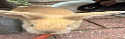 Mini Lop rabbits for sale: Mini Lop Girls - Advert 2