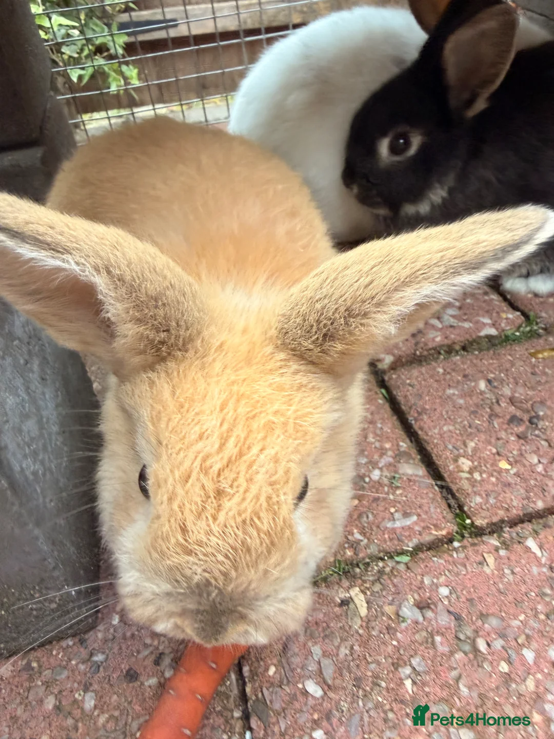 Mini Lop rabbits for sale: Mini Lop Girls - Advert 2