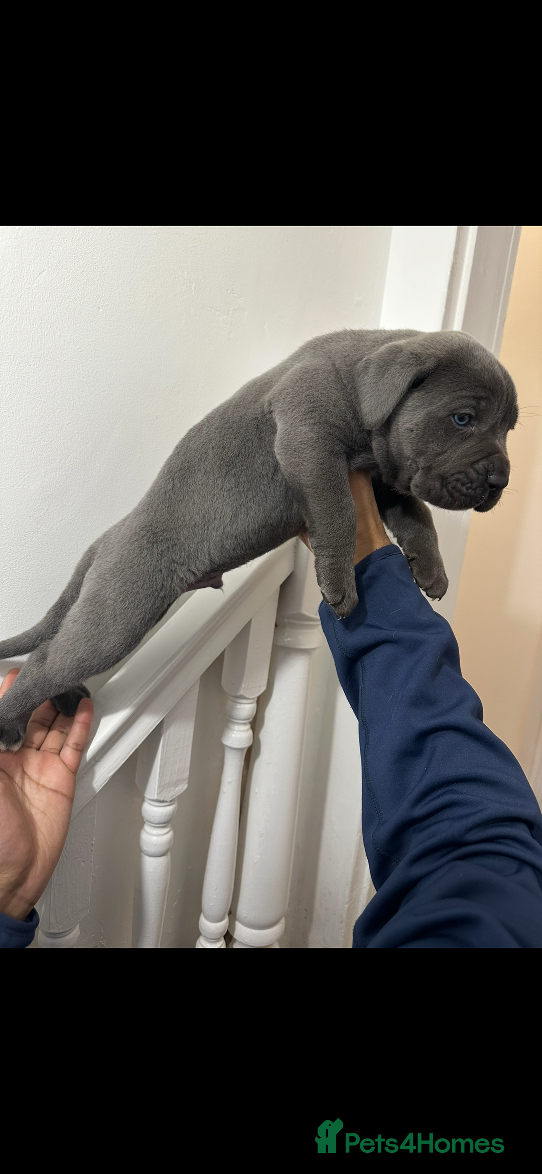 Cane Corso dogs for sale: Top Bloodline Cane Corsos - Advert 6