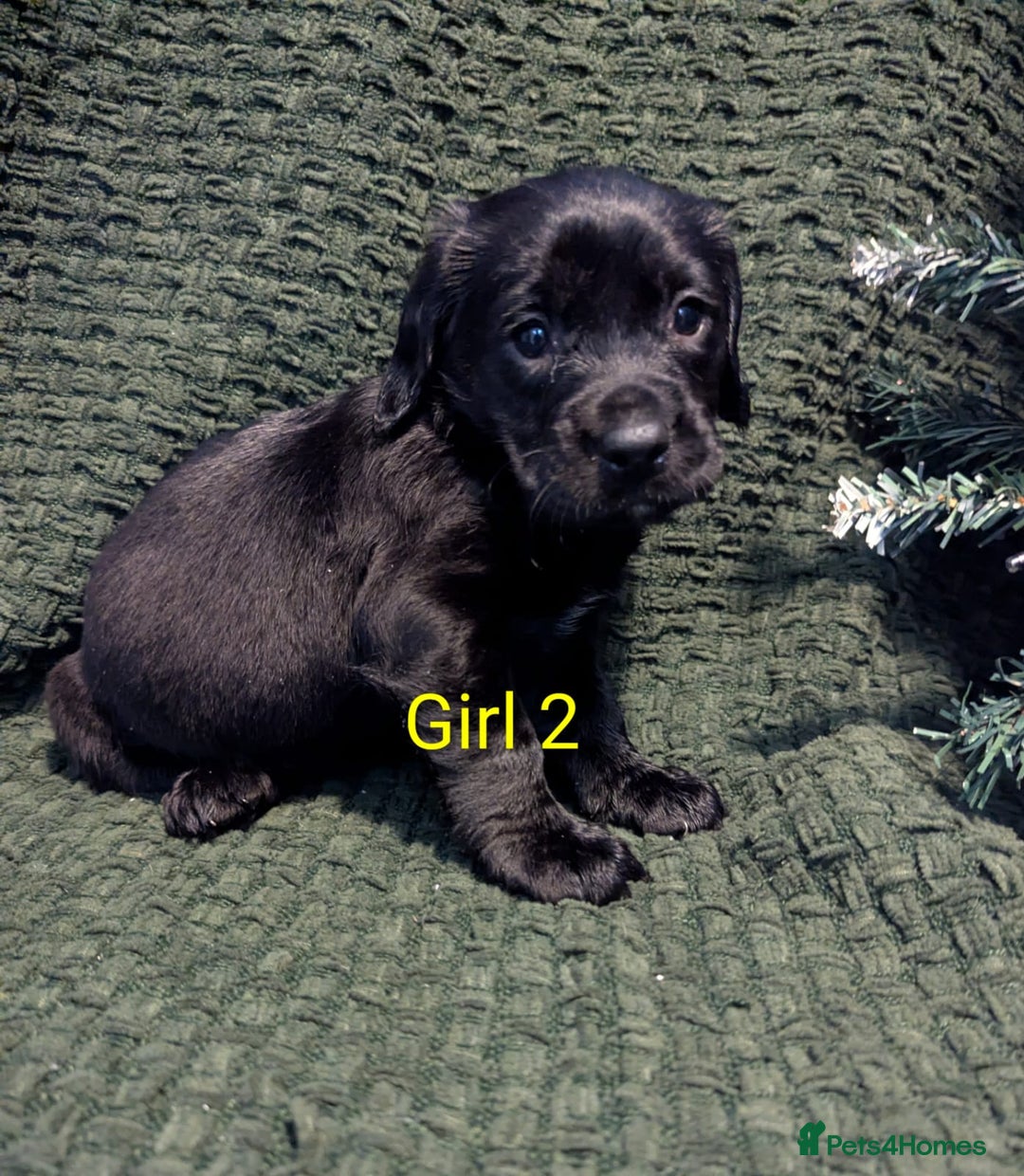 Cockerdor dogs for sale: Cockador Puppies - Advert 27