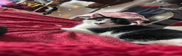 British Shorthair cats for sale: Two adult cats looking for a new home!  - Advert 2