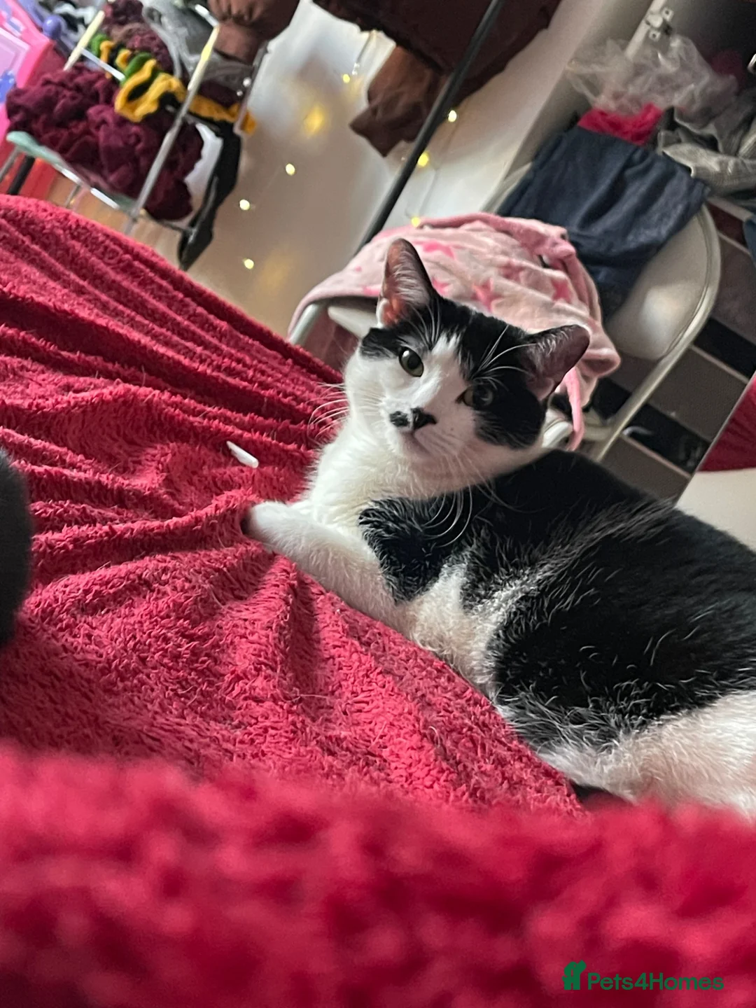 British Shorthair cats for sale: Two adult cats looking for a new home!  - Advert 2