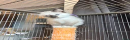 Ragdoll cats for sale: 2 beautiful ragdoll cross girls  - Advert 4