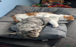 British Longhair cats for sale: Bean is looking for a new home  - Image 4