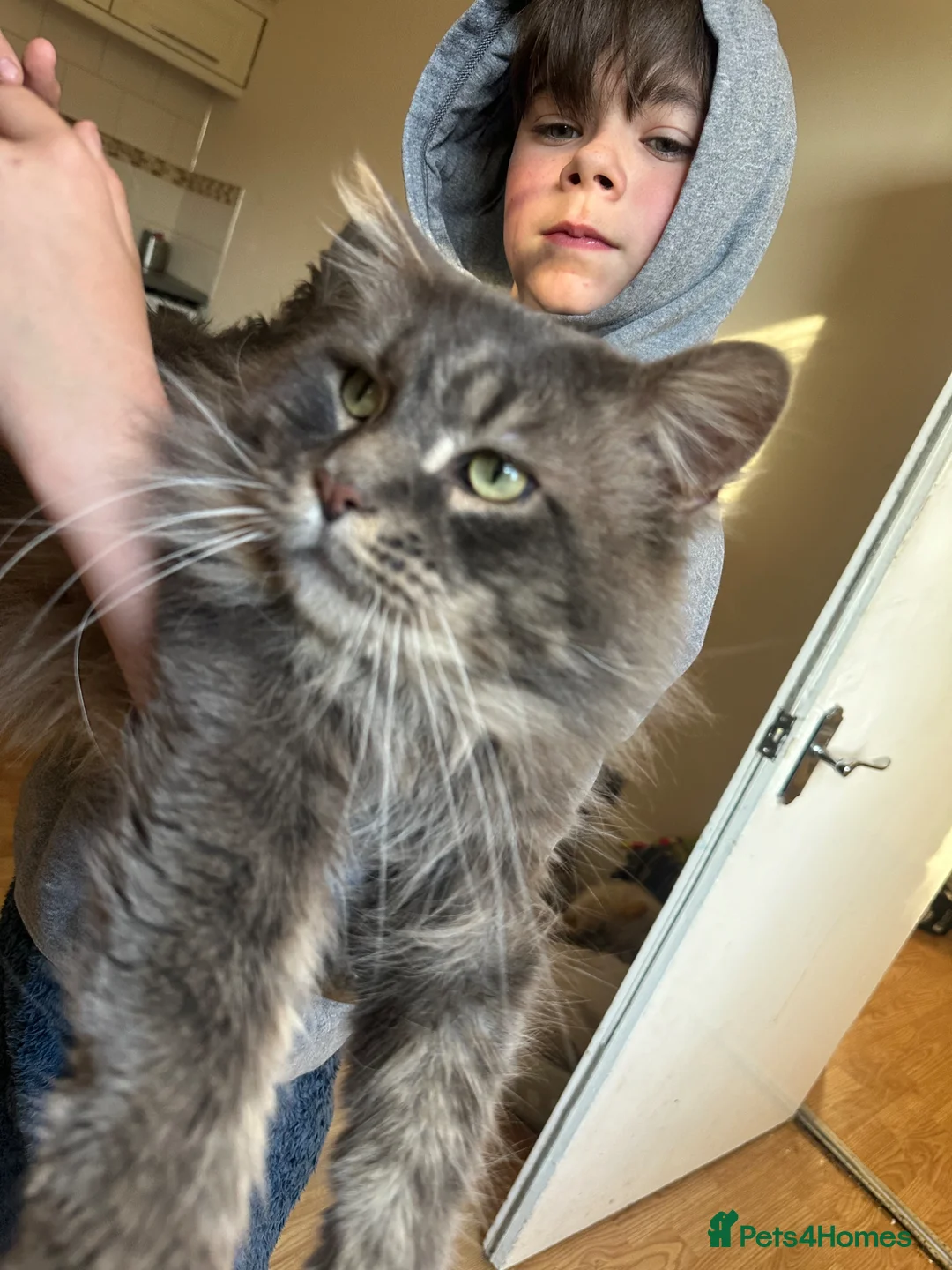 Maine Coon cats for sale: Maine Coon Kittens ready for there forever homes  - Advert 38