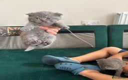 Scottish Fold cats for sale: For sale Scottish fold kitties  - Image 8