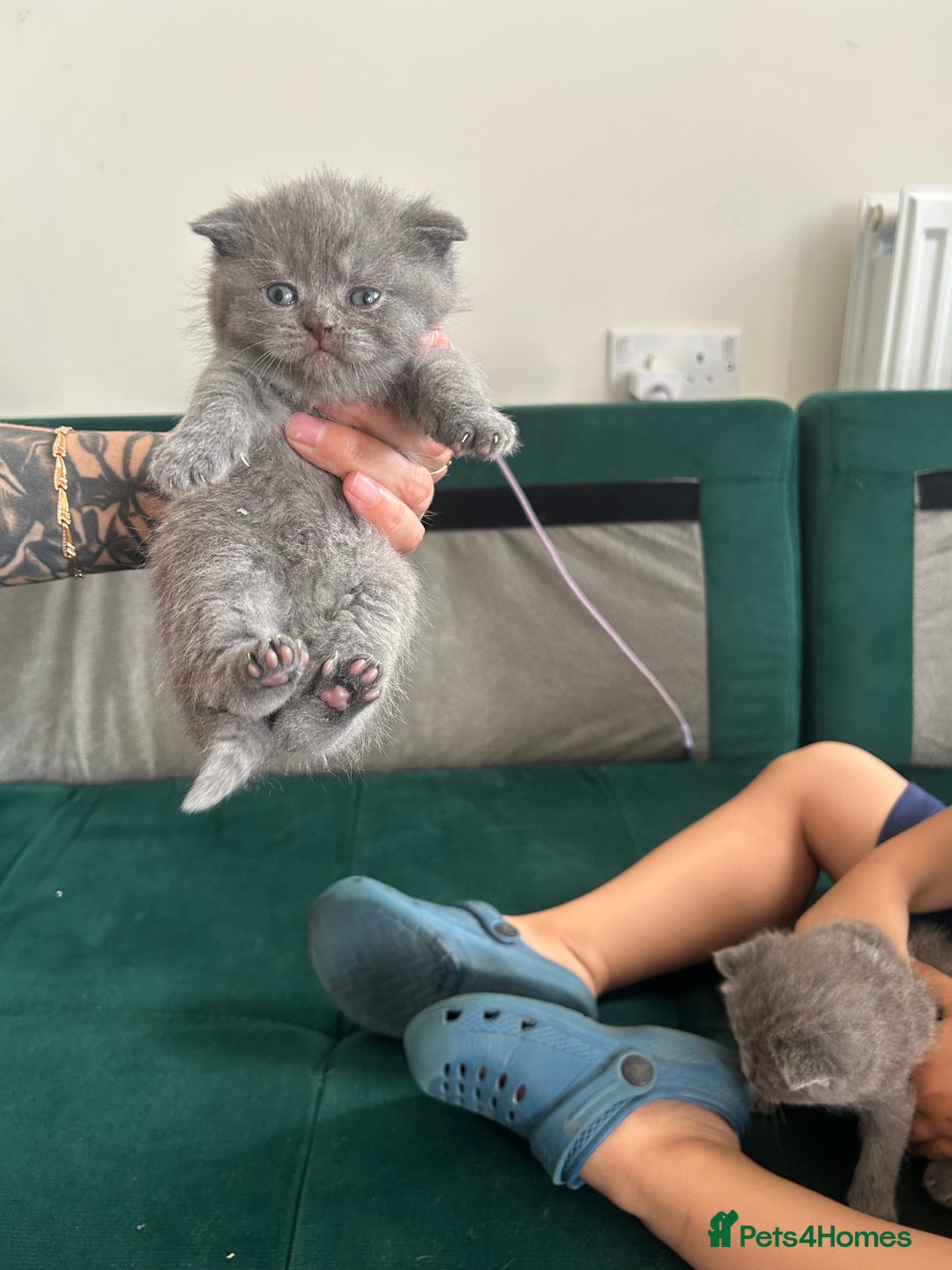 Scottish Fold cats for sale: For sale Scottish fold kitties  - Image 8