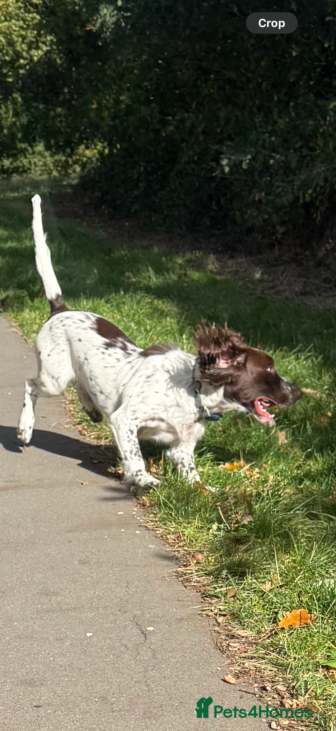 Cocker Spaniel dogs for sale: 7 month old male working cocker spaniel puppy - Image 4