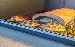 Tortoise reptiles for sale: Four Horsefield Tortoises  - Image 6