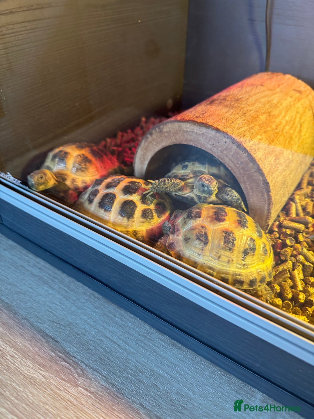 Tortoise reptiles for sale: Four Horsefield Tortoises  - Image 6